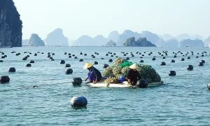 Hàng nghìn hộ dân Quảng Ninh được giao mặt biển để nuôi thủy sản